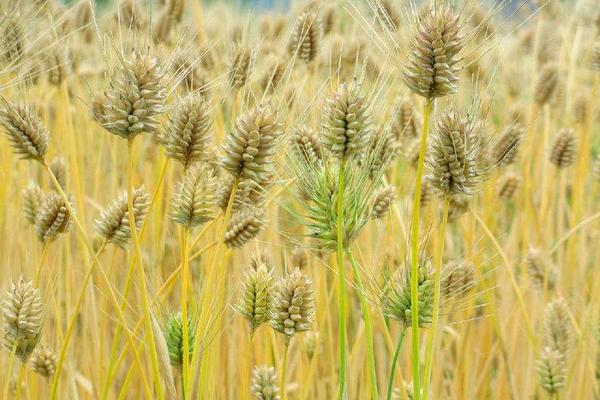 小麦追肥用尿素还是复合肥