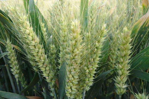 小麦追肥用尿素还是复合肥