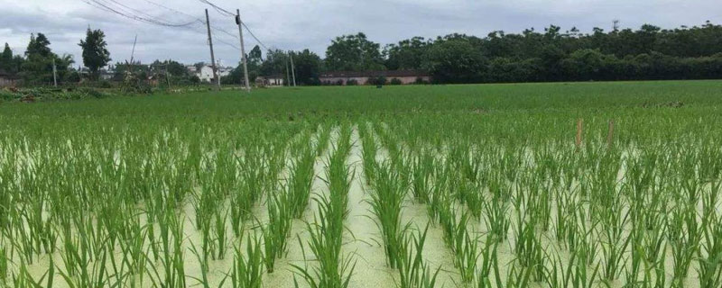 小麦什么时间浇反清水