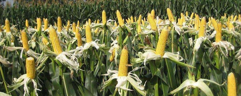 特高产玉米品种