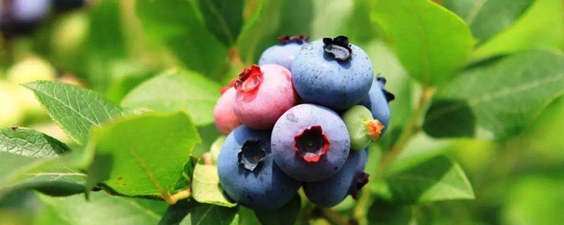 蓝莓施肥时间和用量