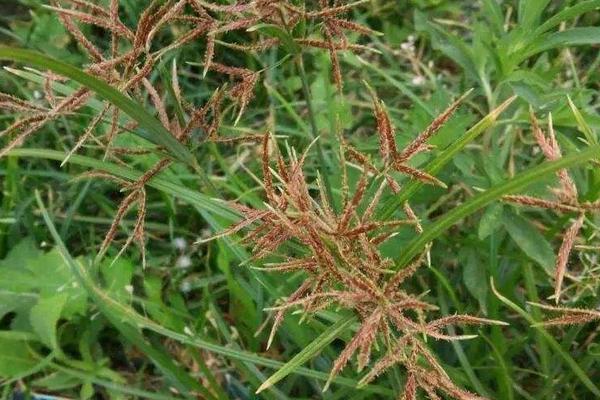 花生苗后除草剂