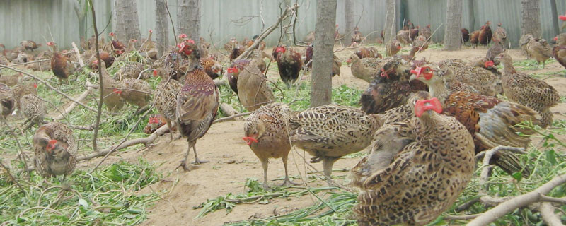 山鸡苗和野鸡苗到底在哪里买