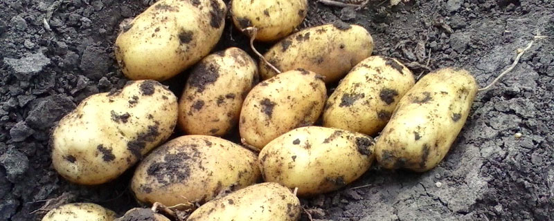 土豆追肥用什么肥料