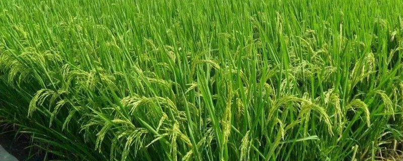 小麦春季追肥方法