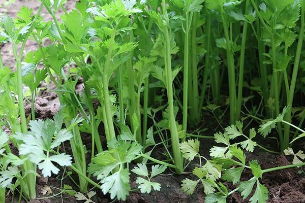 小香芹种植方法和时间