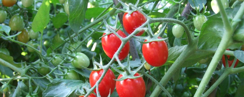 耐热番茄越夏品种有哪些
