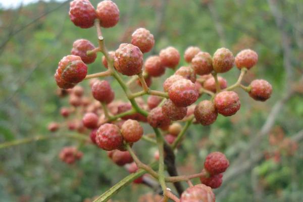 花椒病虫害用药防治表