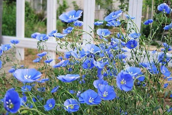 蓝花亚麻的种植方法图片