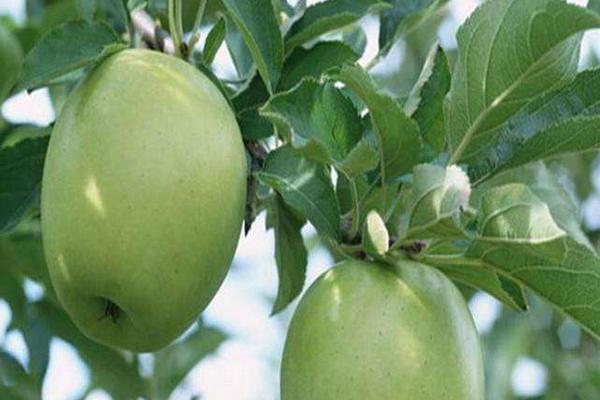 苹果树苗新品种