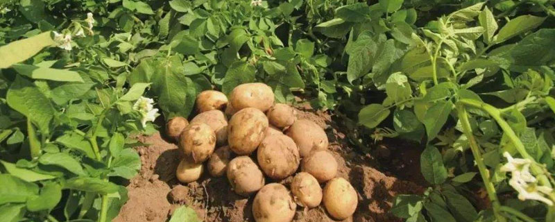 土豆的正常产量每亩