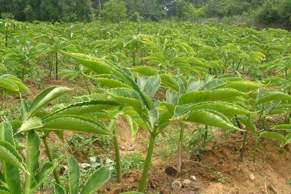 种植魔芋用什么肥料