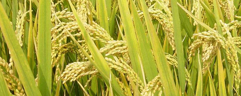 垦粳3号水稻品种特征特性