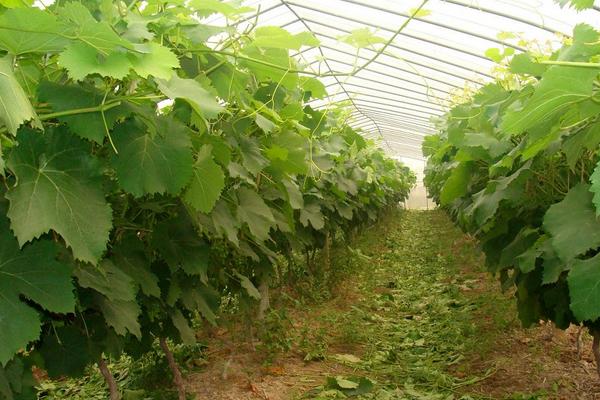 种植葡萄的基本知识
