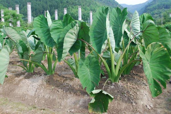 种植芋头用什么肥