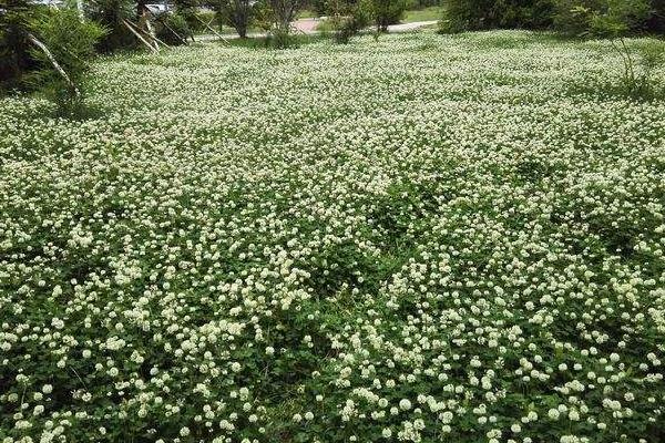 幸运草种子的种植方法