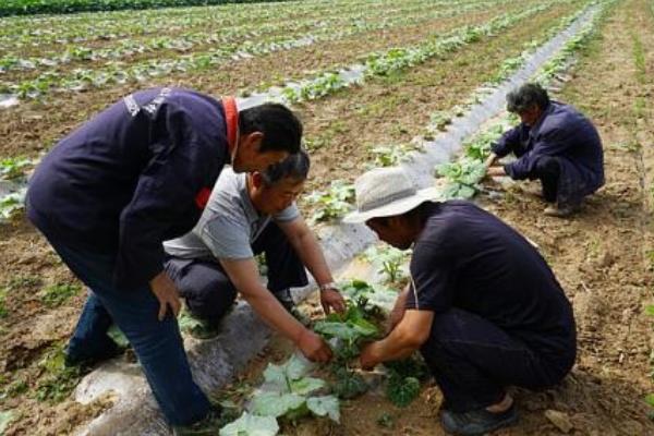 贵族南瓜种植技术