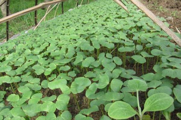 营养杯苗的种植方法