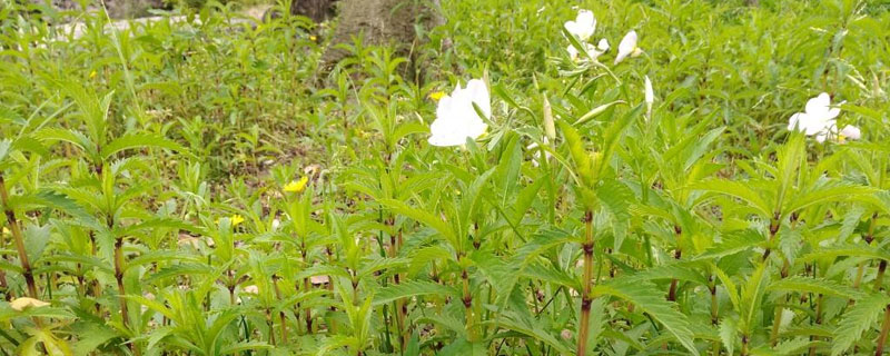 请介绍一下种植技术要我想种植地笋