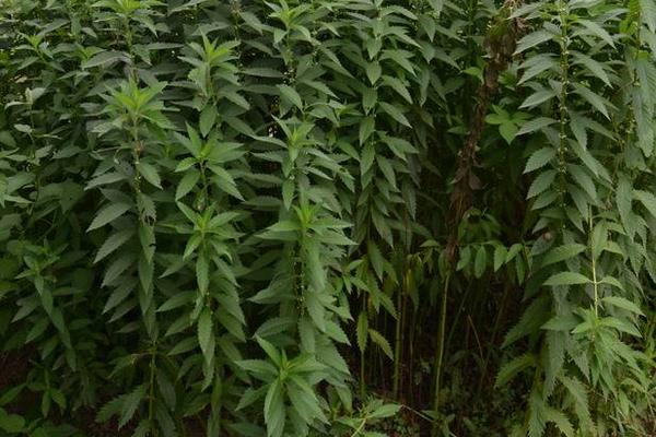 请介绍一下种植技术要我想种植地笋