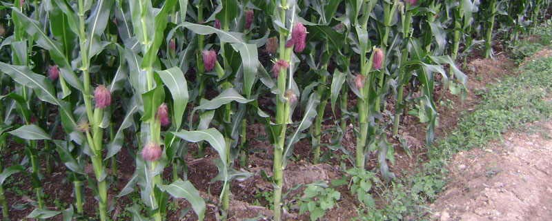春玉米种植时间