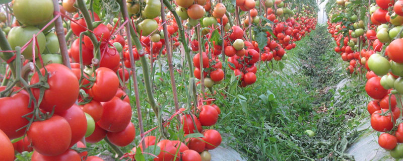 金鹏番茄新品种有哪些