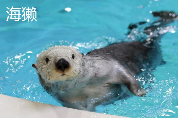 水貂和海獭的区别