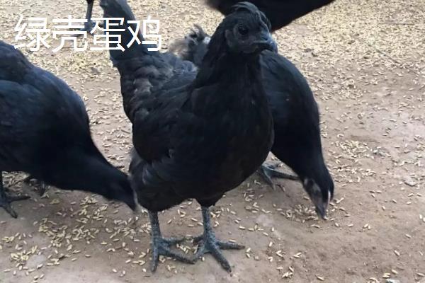 绿壳蛋鸡和乌鸡的区别