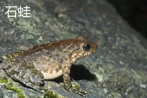 石蛙和田鸡有什么区别