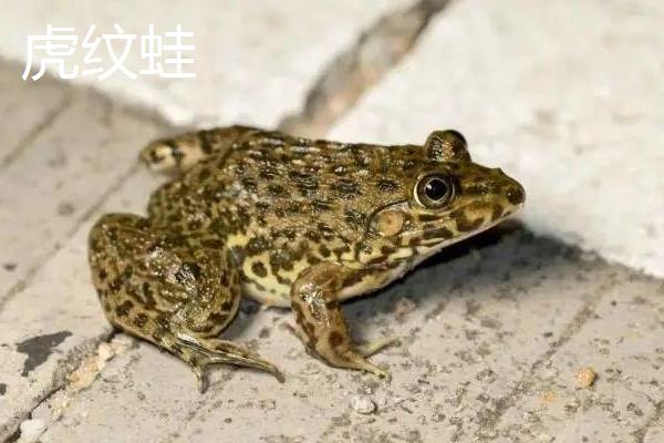 石蛙和田鸡有什么区别