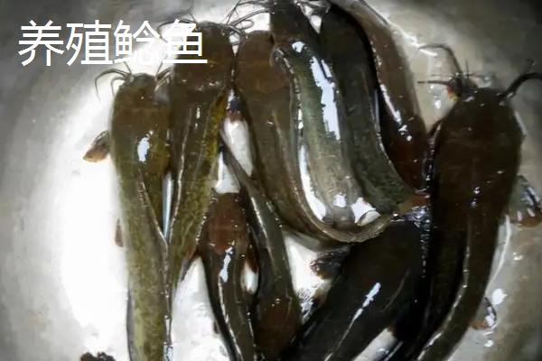 鲶鱼野生和家养的区别