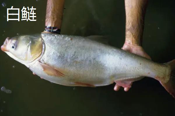 白鲢跟大头有什么区别