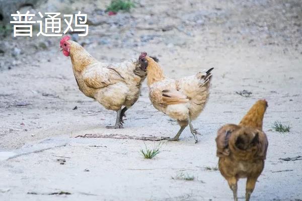 土鸡和普通鸡的区别