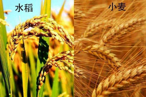 水稻和小麦的区别