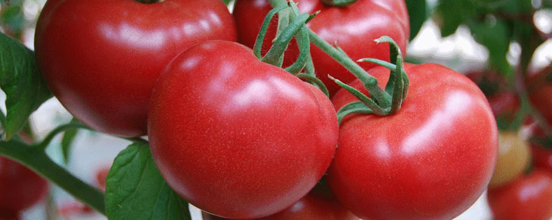 怎么种番茄