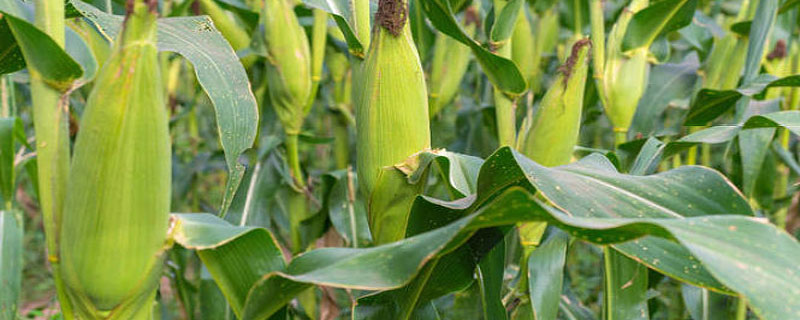 九圣禾257玉米新品种特征特性