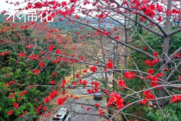 棉花和木棉花的区别