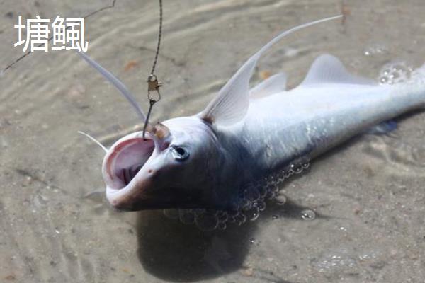 黄颡鱼和塘鲺区别