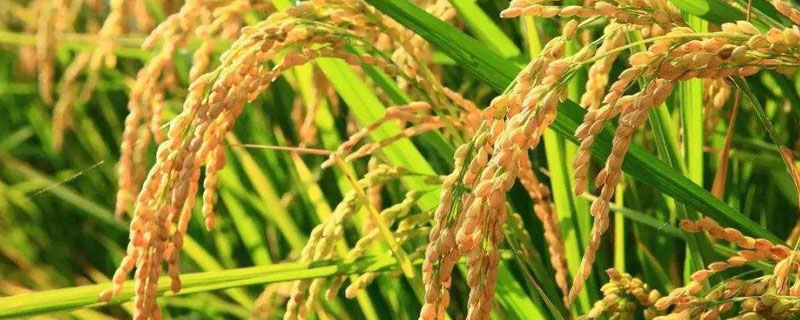 吉宏6号水稻品种特征特性