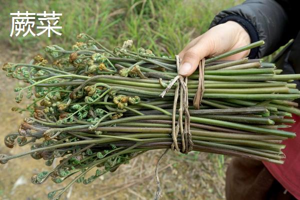 蕨菜和猴腿菜的区别