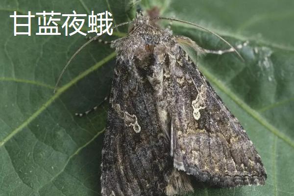 甘蓝夜蛾和甜菜夜蛾区别