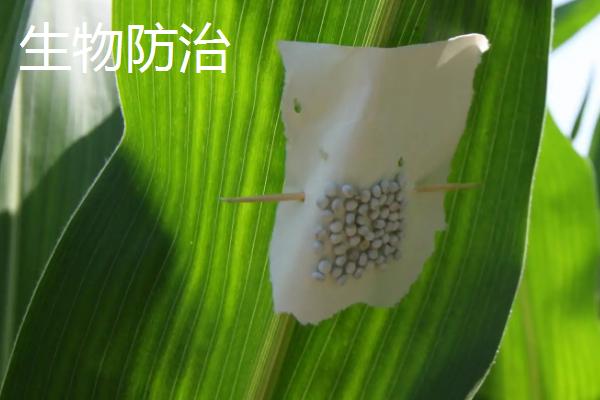 生物防治和化学防治的区别