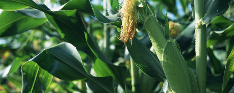 科泰981玉米种子介绍