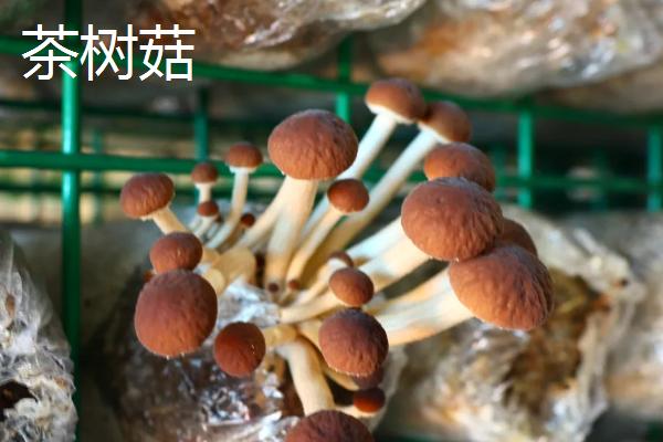 茶树菇开不开伞的区别