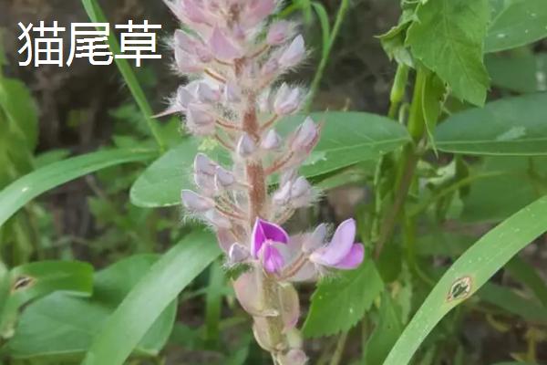 狼尾草和狗尾草虎尾草猫尾草区别