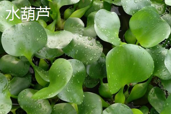 水葫芦和狗尾草的相同点和不同点是什么