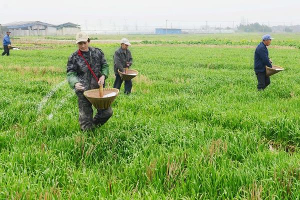 磷酸二氢钾和硼肥配合使用