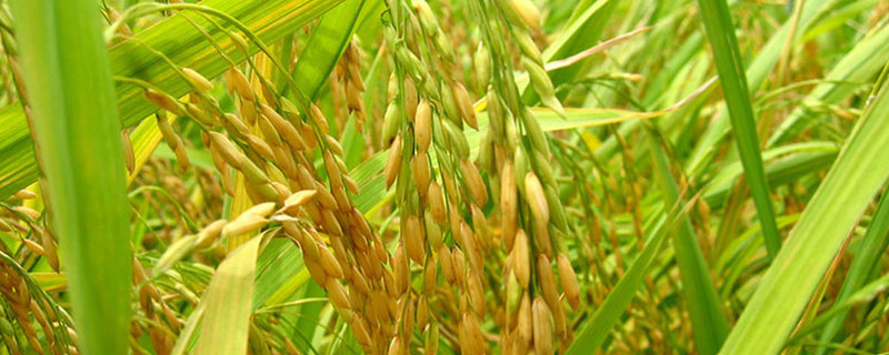 东南亚重要的稻米出口国有哪些