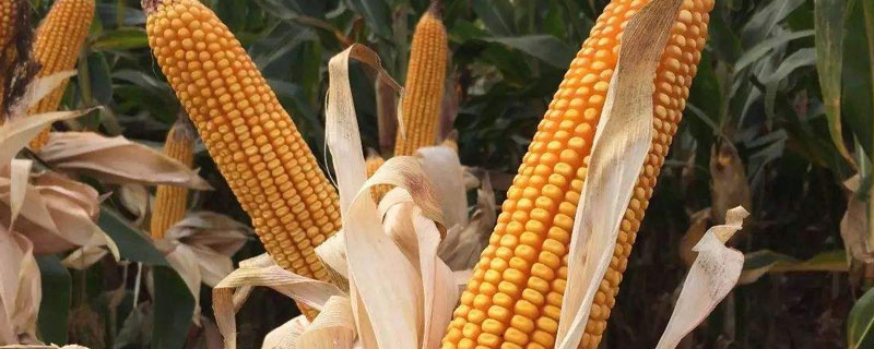玉米种植的六个步骤