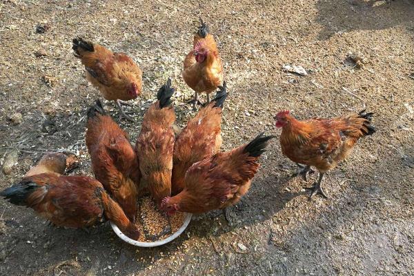 鸡吃发酵饲料的弊端有哪些